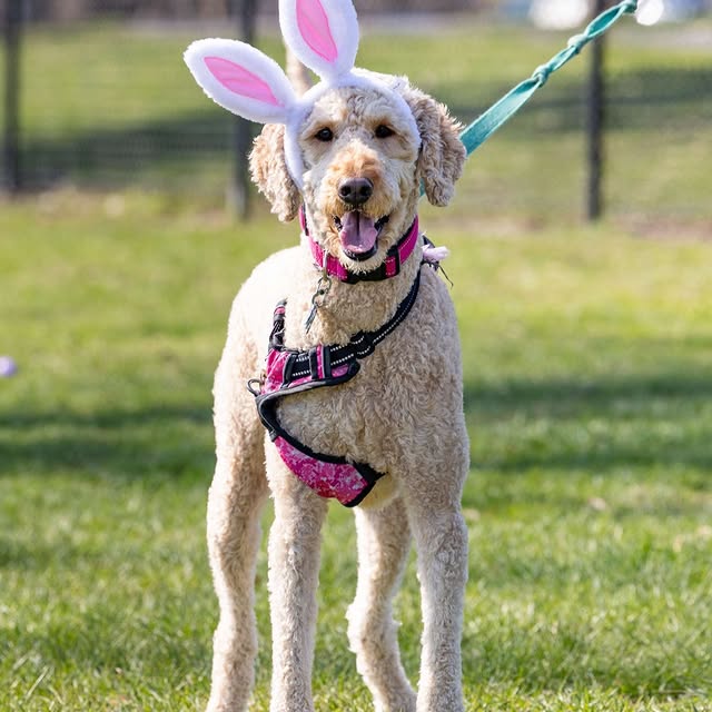 🐶Join us for a Doggie Easter Egg Hunt on March 28! Watch your pup sniff out treat-fill…