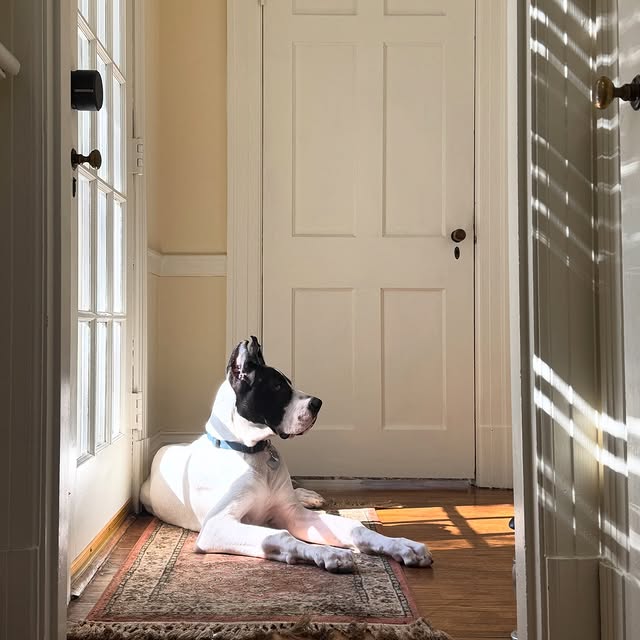 Buddy boy healing up 🤍🖤