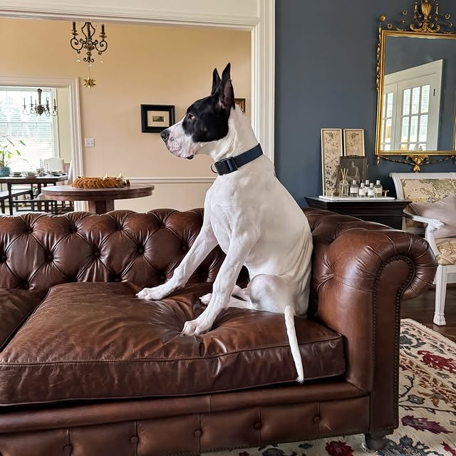 Moses. 6 months 🖤🤍