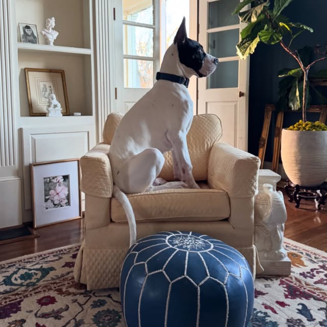 90lbs of the most sincere love for life that I may have met 🤍🖤