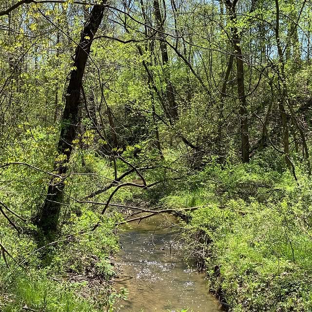Beautiful day for a walk in the woods (and a ride on a zebra)🤣🤣