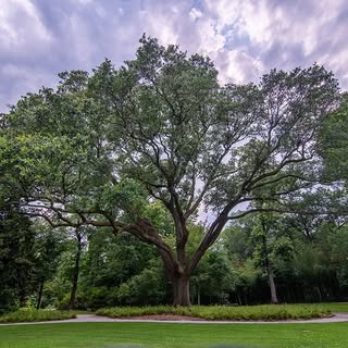 LSU HILLTOP ARBORETUM